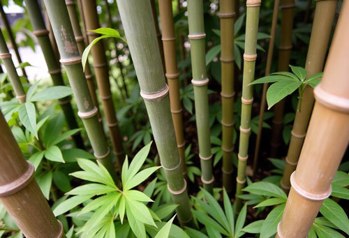 bamboo